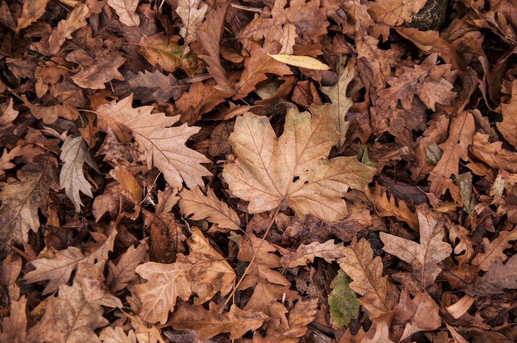 A detailed view of dry autumn leaves covering the forest ground, showcasing their rich textures and colors.